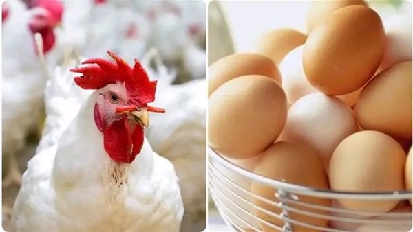 أسعار الفراخ اليوم الأثنين