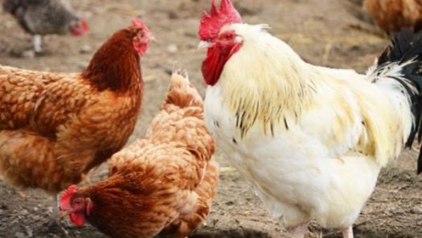 أسعار الفراخ اليوم الثلاثاء