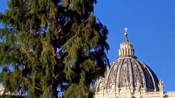 نصب شجرة الميلاد 