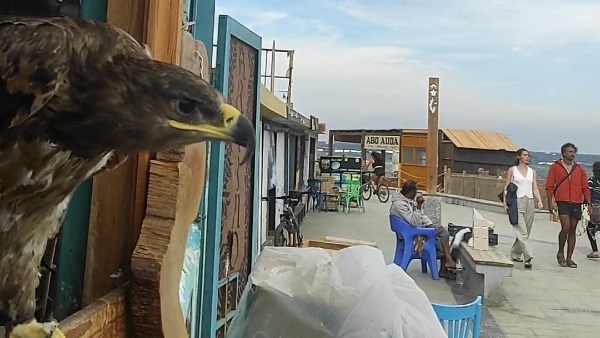 العقاب الملكي الشرقي بدهب 