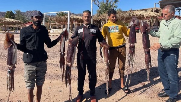 صيد الكلماري بنويبع 