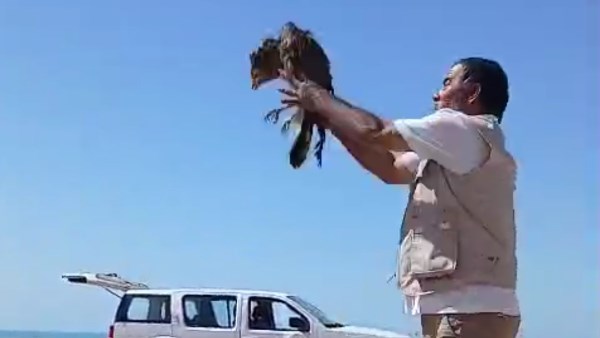 إطلاق سراح طائر العقاب 