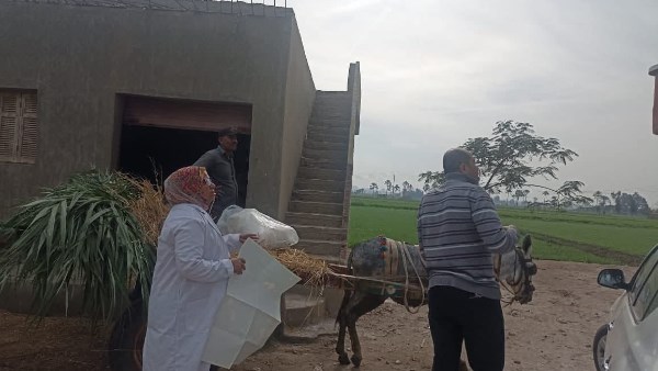 الدقهلية: تحصين 256 ألف رأس ماشية في الحملة القومية للتحصين ضد الحمى القلاعية الدقهلية: تحصين 256 ألف رأس ماشية في الحملة القومية للتحصين ضد الحمى القلاعية