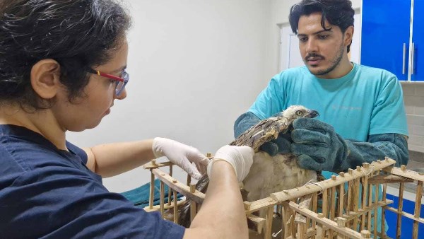 صورة موضوعية