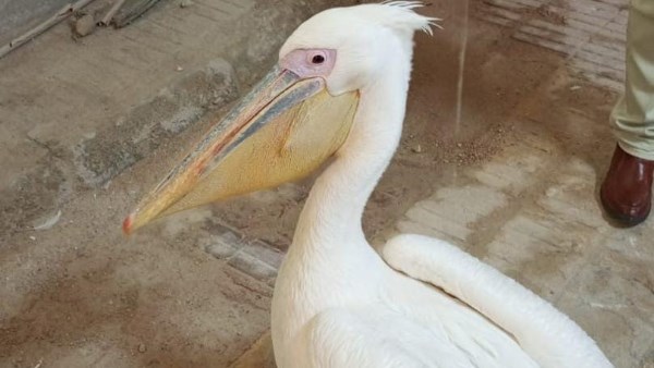 التعدى على الكائنات المهددة بالانقراض