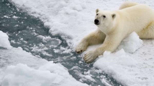 الدببة القطبية 