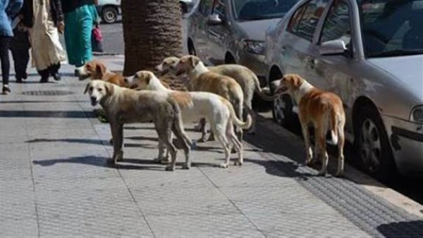 حمدي عرفة: بعض المحافظات تتحرك فقط بعد الشكاوى من الكلاب الضالة… والمواطنون يدفعون الثمن أمراضا ووفيات حمدي عرفة: بعض المحافظات تتحرك فقط بعد الشكاوى من الكلاب الضالة… والمواطنون يدفعون الثمن أمراضا ووفيات