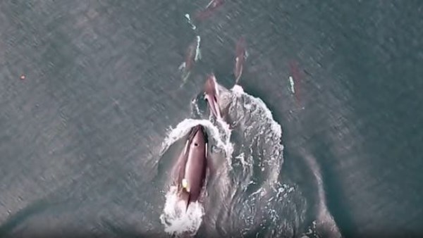 الدلافين و الأوركا