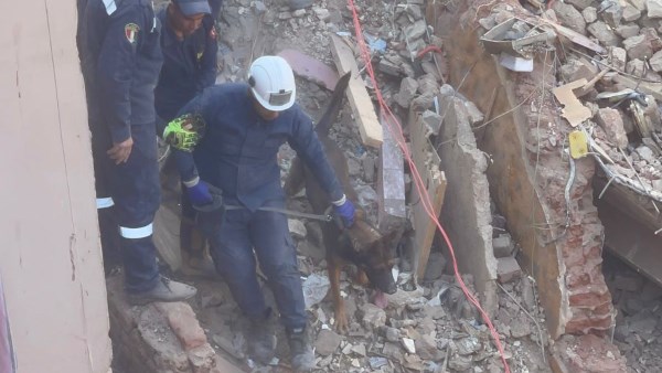 كلاب بوليسية تبحث عن المفقودين 