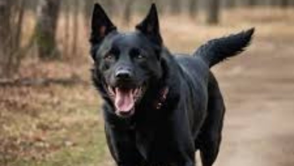 رؤية الكلب الأسود