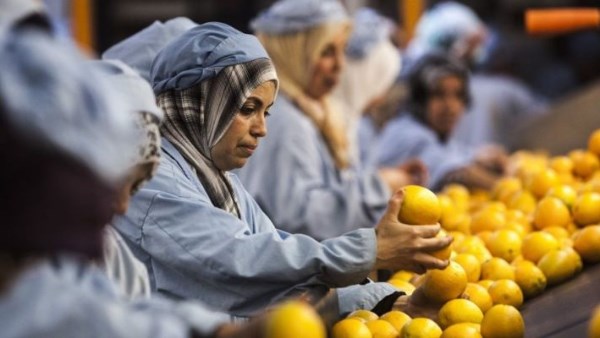 تعزز مكانة الاقتصاد.. قفزة تاريخية بصادرات الغذاء المصري