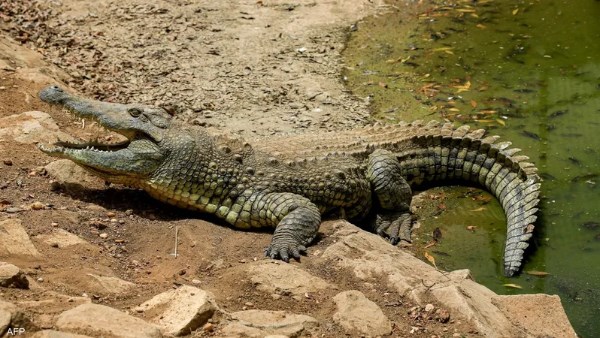 تمساح الشرقية