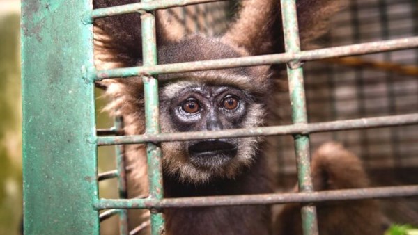 الإنتربول: تهريب الحيوانات الحية بلغ مستويات قياسية في عام 2025