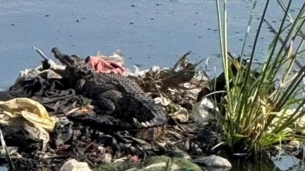 صورة التمساح 