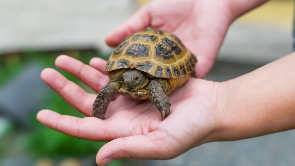 السر وراء السلحفاة والحظ