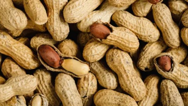 متقشرش الفول السوداني.. دراسة تكشف فوائد عظيمة خاصة لكبار السن| تفاصيل