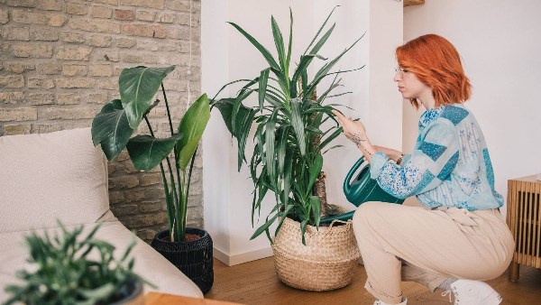 في برد الشتاء .. طريقة العناية بالنباتات المنزلية