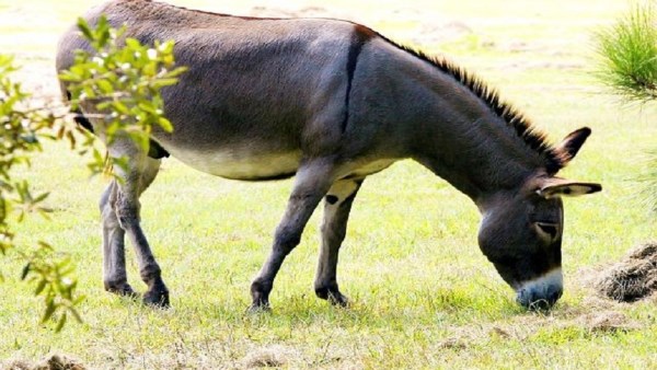 تفسير رؤية ركوب حمار في المنام  