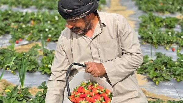 في عيد الحب .. انطلاق موسم حصاد الفراولة بالإسماعيلية .. صور