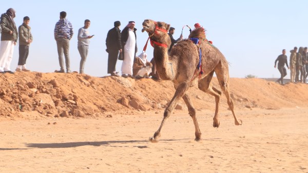 مهرجان الهجن 