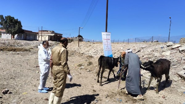 لتنمية الثروة الحيوانية.. الزراعة: تنفيذ 459 قافلة علاجية خلال شهرين