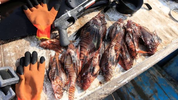 أسعار السمك اليوم