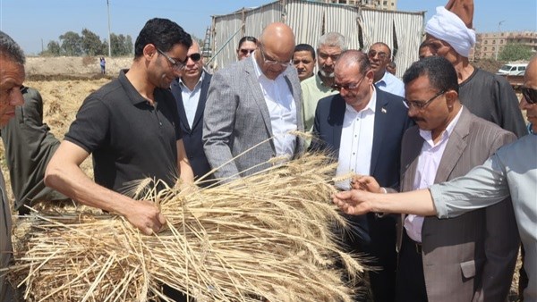 الزراعة: نستهدف الوصول لـ 10 ملايين طن قمح هذا العام