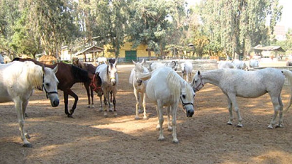 محطة الزهراء للخيول