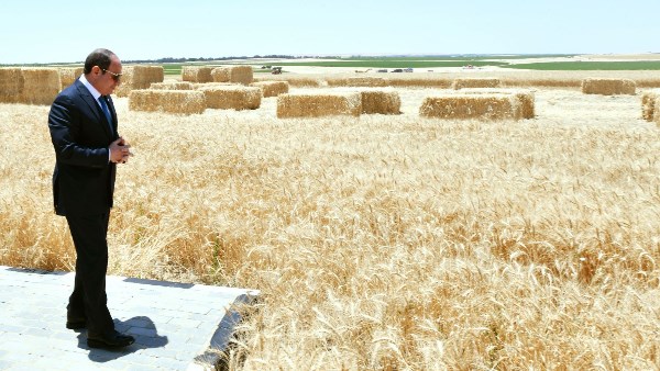 عضو اتحاد الصناعات: مصر حققت تقدما ملحوظا في مجال الأمن الغذائي
