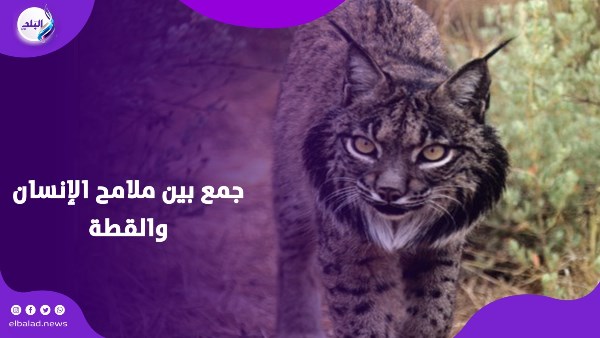 حيوان غامض