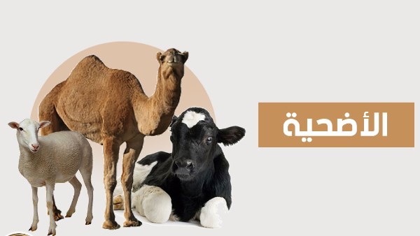 هل يجوز إعطاء الجزار من الأضحية