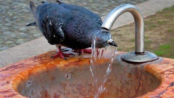 الأزهر: الإحسان للحيوانات والطيور في الأيام الحارة عليه أجر وثواب