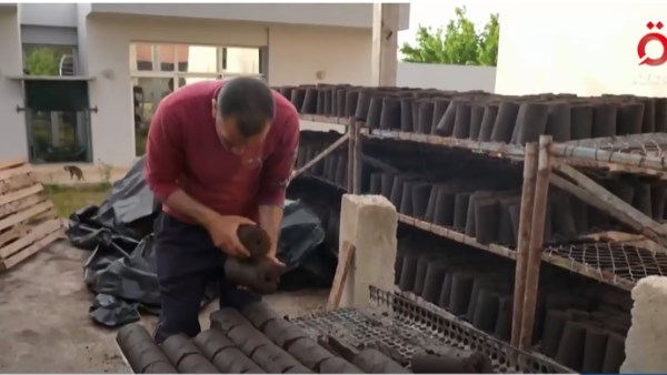 بساتين الزيتون التونسية