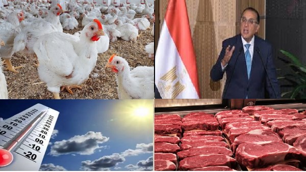 صورة الملف