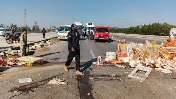 إصابة سائق في انقلاب سيارة محملة بالدواجن في المنوفية ونفوق عدد كبير منها