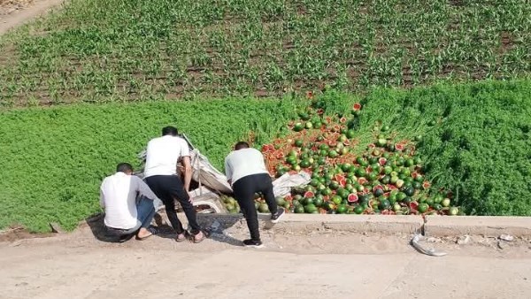 انقلاب سيارة محملة بالبطيخ من أعلي الطريق الإقليمي في المنوفية