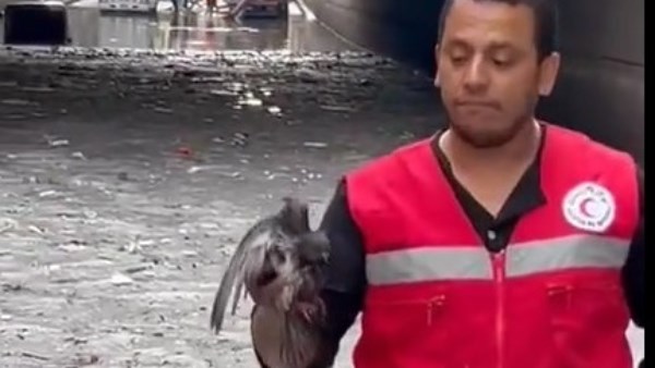 إنقاذ حمامة في عاصفة الإسكندرية.. لحظة رحمة يجسدها رجل الهلال الأحمر 