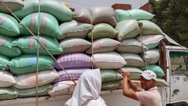 توريد القمح بالمنيا 