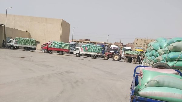 توريد محصول القمح 