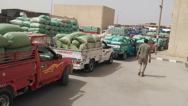 محافظ المنيا: توريد 459 ألف طن من القمح بالشون والصوامع
