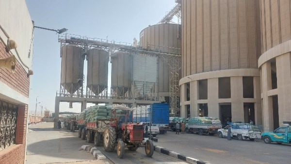 محافظ أسيوط: توريد 113 ألف طن قمح حتى الآن