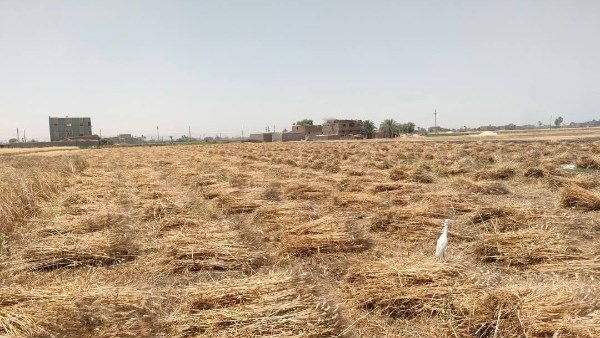 حصاد 188  ألف فدان قمح بأسيوط 