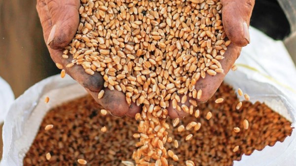 توريد الاقماح بسوهاج