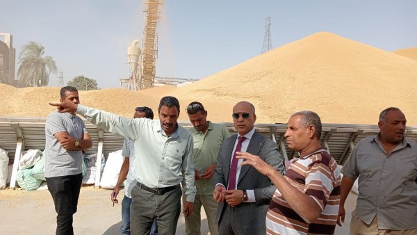 توريد 152 ألف طن قمح لمواقع التخزين في قنا