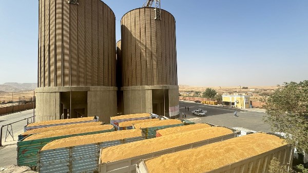 بـ227 ألف طن..قنا تتخطى كميات القمح المستهدف توريدها
