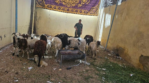 تموين الأقصر: وصول خراف حية و مجمدة بمناسبة قرب عيد الأضحى المبارك بفروع الشركة المصرية لتجارة الجملة