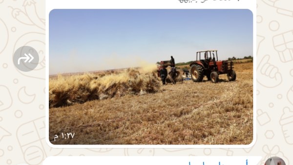 قمح أسوان 