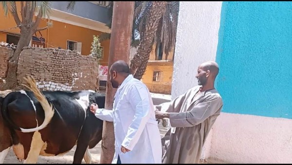 جهود محافظة أسوان 