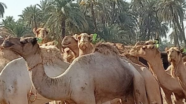 تقرير|  خطوات شراء أضحية سليمة من 