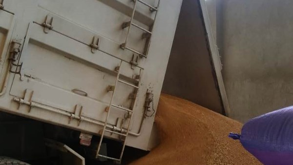 صوامع أسوان تواصل استلام كميات القمح الموردة